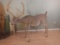 Life Size Whitetail Buck In Velvet short hair Nice Mount.