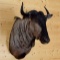 African Blue Wildebeest Shoulder Mount Nice Clean Mount !