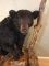 Extra Nice Full Body Black Bear Very Nice Taxidermy work