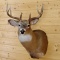 8 Point Whitetail Shoulder Mount Head Turned Left Upright