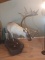 Life Size Mature Bull Caribou Mount On Light Weight