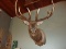 400 Class Shoulder Mount Elk BEAUTIFUL Mount 6x6 Mounted Sheds