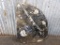 Orthoceras & Ammonite Fossil Slab Sculpture 15