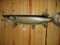 Real Skin Mount 44