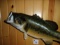 Real Skin Mount 21