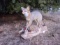Full body Mount Grey fox With Pheasant On Driftwood