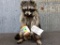 Full Body Mount Raccoon Eating Peanut Butter 17