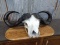 Cape Buffalo Skull on Wood Plaque 77.5