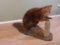 Full Body Mount Large Open mouth beaver mount with outstanding hair
