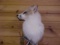 NEW MOUNT Red Marble Fox Pedestal mount