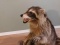 Full Body Mount Aggressive Raccoon On Habitat Base 