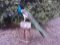 Full Body Mount Peacock On A Stump