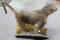 Full Body Mount African Chacma Baboon