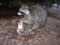 Full Body Mount Raccoon Eating An Apple 