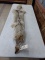 Tanned Coyote Hide 60