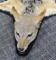 Jackal Rug Measures tip to tip 48 inches and 37 inches across