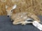 Full Body Mount Whitetail Fawn Overall dimensions 18