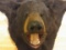 300 pound Black bear Rug Big Bear rug, with Large claws!