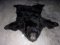 Black Bear rug Closed Mouth Nice Fur 58