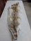 2 Strawberry Coyote Pelts soft Tanned 60