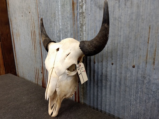 Large Herd Bull Buffalo Skull 24" Horn Spread 
