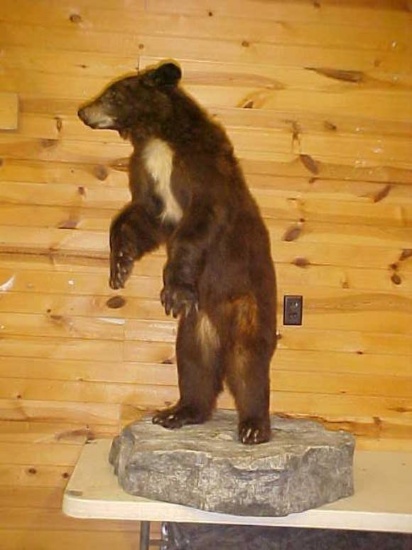 New mount . Chocolate bear cub with lots of white on His chest