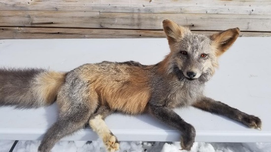 Brand New Full Mount Red Platinum Ranch Fox Laying Down