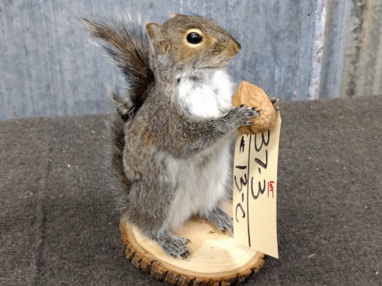 Full Body Mount Squirrel Holding A Walnut 9" tall