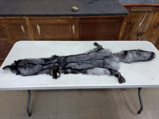 Indigo Ranch Fox Soft Tanned Pelt Huge Tail 66" long 