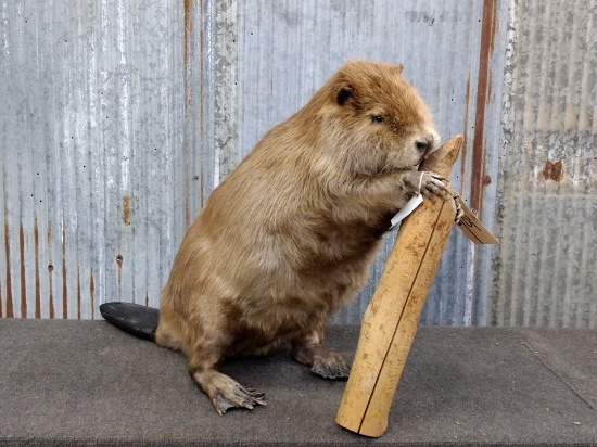 BIG Full Body Mount Beaver Chewing On A Log New Mount