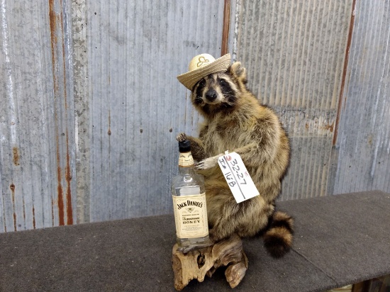 Full Body Mount Whiskey Drinking Racoon On Driftwood Base