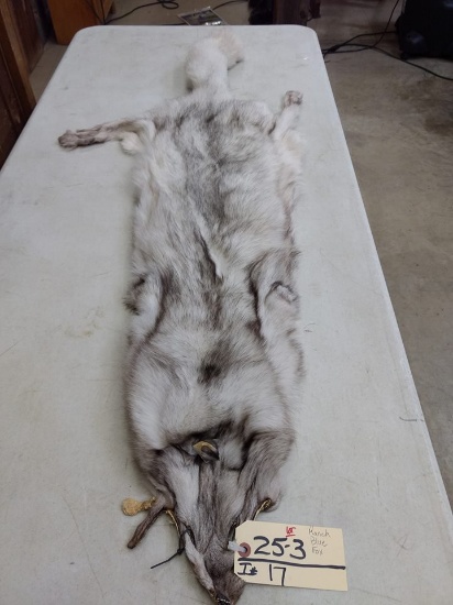 Ranch Blue Fox Soft Tanned Pelt 56"