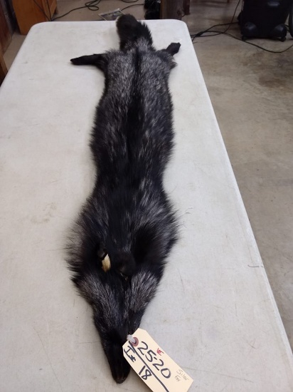 Silver Fox Soft Tanned Pelt 58" long