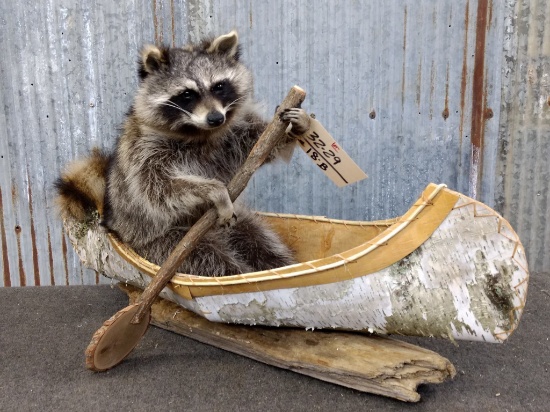 Full Body Mount Raccoon In Native American Crafted Birch Bark Canoe