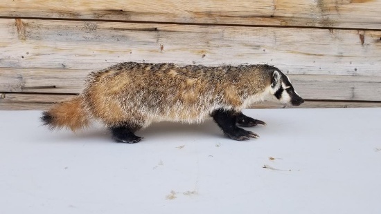 New Full Body Mount Free Standing Badger Nice Mount Thick winter Fur