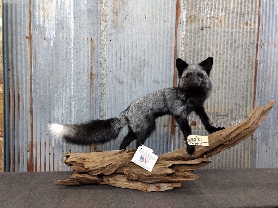 Full Body Mount Silver Fox On Driftwood Base New Mount