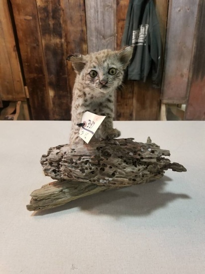 baby bobcat on driftwood