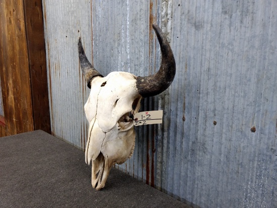 Large Herd Bull Buffalo Skull 22" Horn Spread