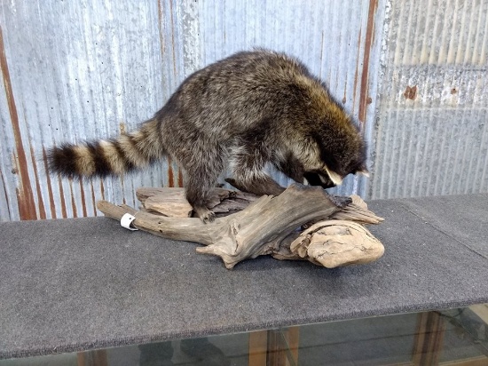 Full Body Mount Raccoon Hunting In Driftwood Base New Mount