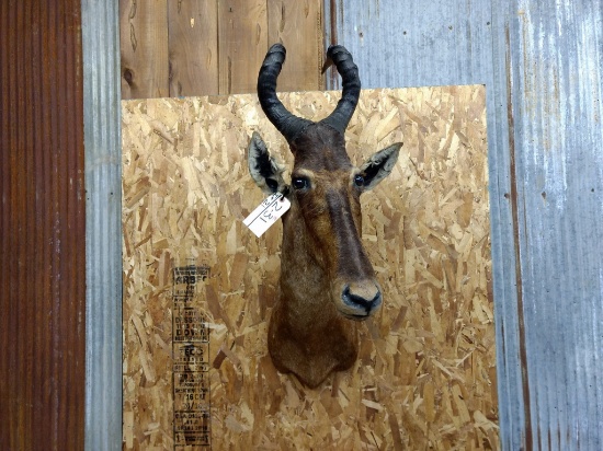 Shoulder Mount African Hartebeest Overall dimensions 39" tall X 12" wide X 25" Out from the wall