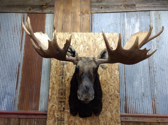 Shoulder Mount Moose Newer Mount With Detachable Antlers