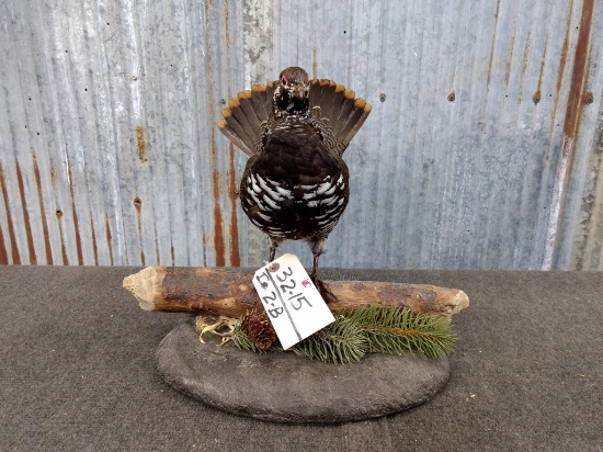 Full Body Mount Spruce Grouse New Mount