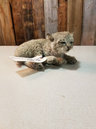 laying baby bobcat overall dimensions 10" long x 9" wide x 6" tall