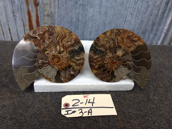 Beautiful Split & Polished Ammonite Fossil With Lots Of Crystallization Both Pieces For One Money 