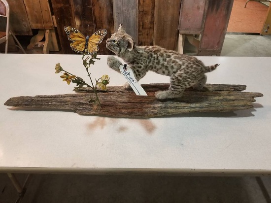 baby bobcat swatting butterfly on treebark