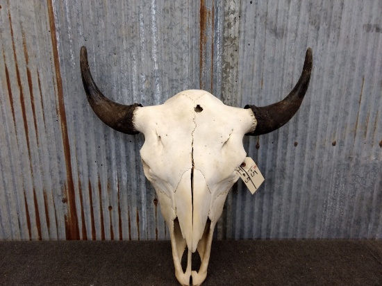 Large Herd Bull Buffalo Skull 25 1/2" Horn Spread