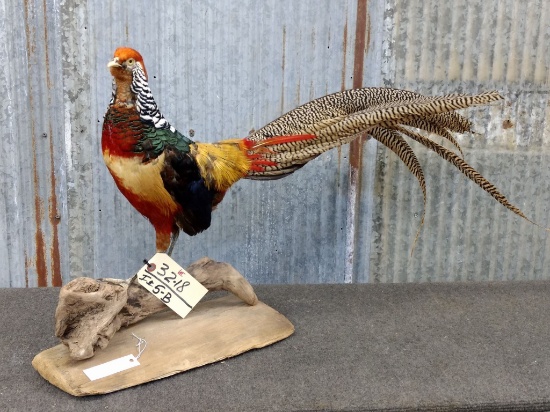 Beautiful Full Body Mount Lady Amherst Pheasant New Mount  