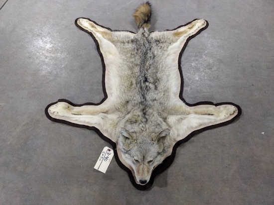 Nice double felted coyote rug. 58" long by 44" wide.