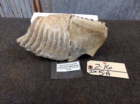 Large Columbian Woolly Mammoth Molar Pliocene Period Bone Valley Sediments Florida Has been Repaired