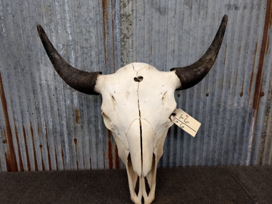 Large Herd Bull Buffalo Skull 26" Horn Spread